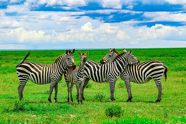 AFRICA